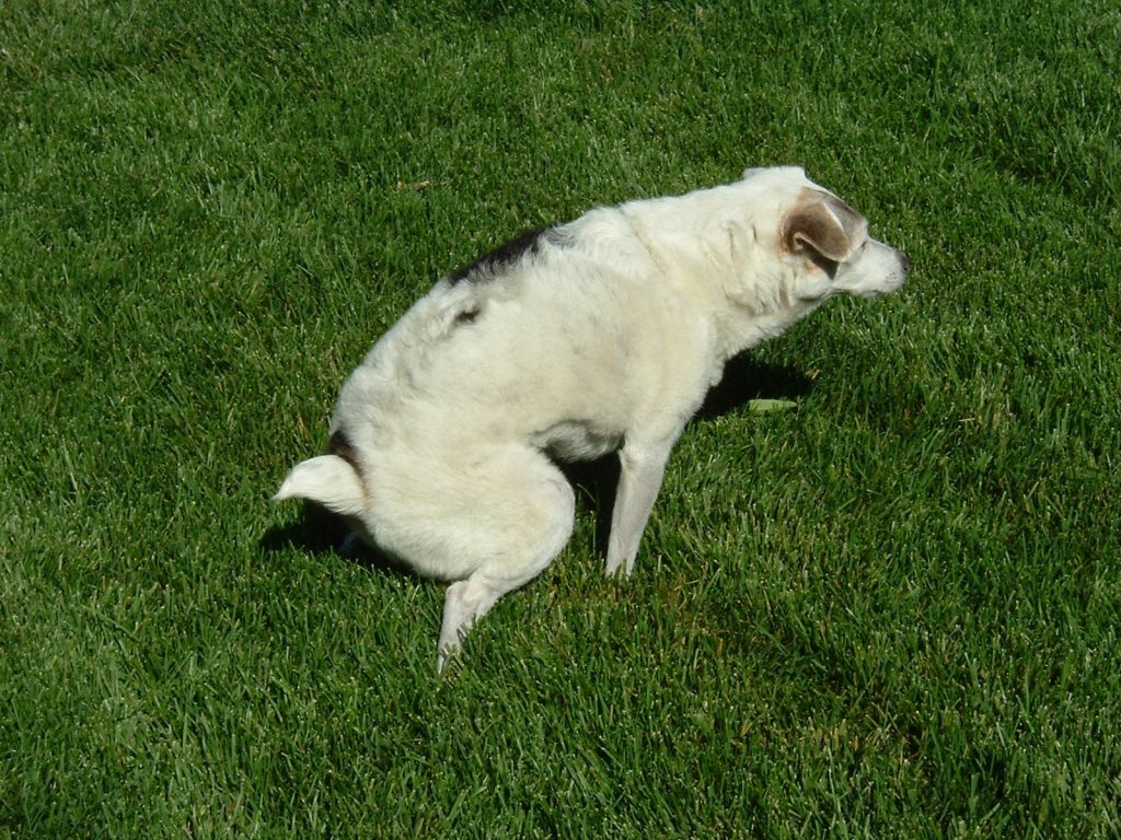 Work-In-Porgess-Cover